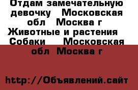 Отдам замечательную девочку - Московская обл., Москва г. Животные и растения » Собаки   . Московская обл.,Москва г.